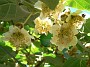 4.29- Fleurs de kiwis